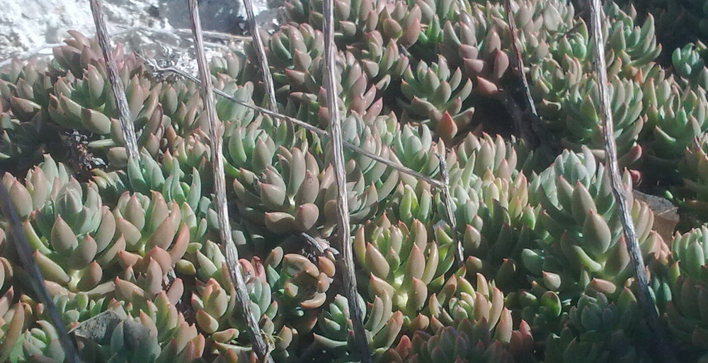 Sedum sediforme